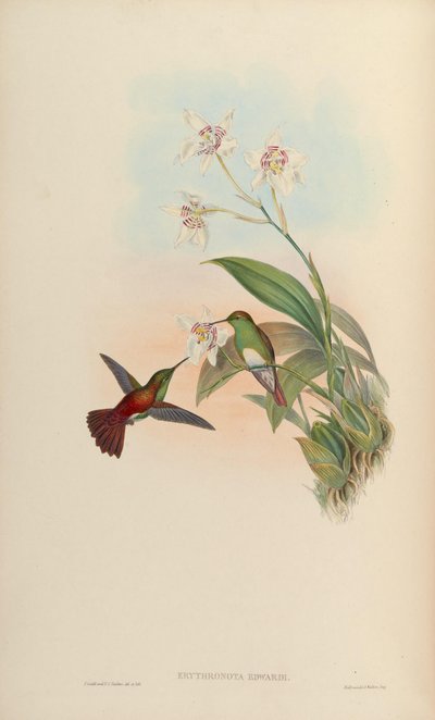 Erythronota edwardi = Amazilia edward door John Gould